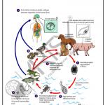 Microbiology Charts