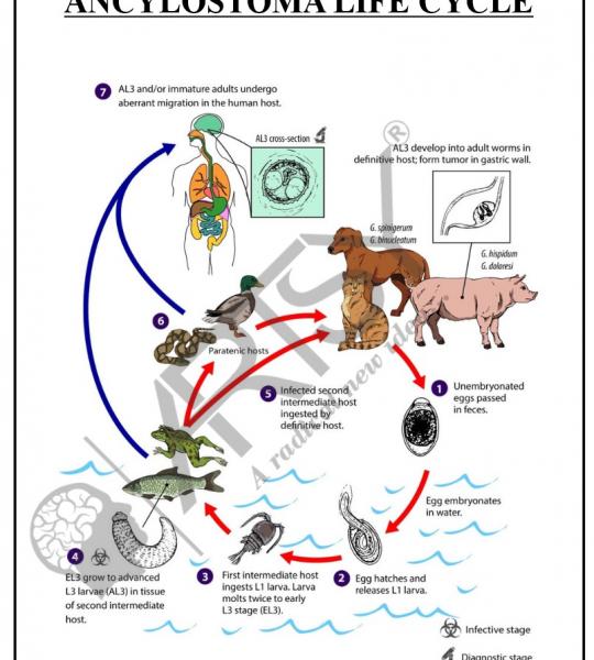 Microbiology Charts