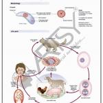 Microbiology Charts