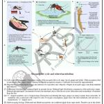 Microbiology Charts