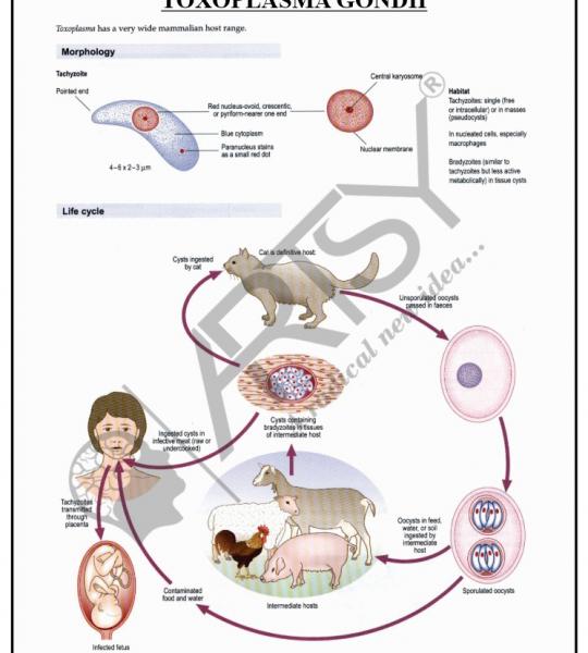 Microbiology Charts