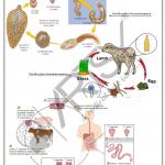 Microbiology Charts