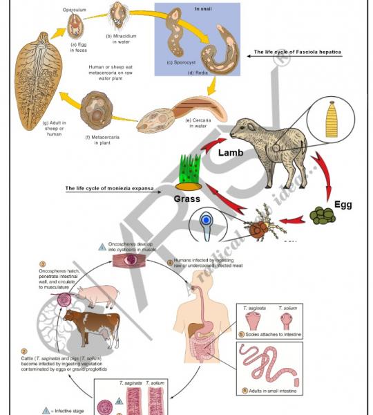 Microbiology Charts