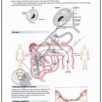 Microbiology Charts