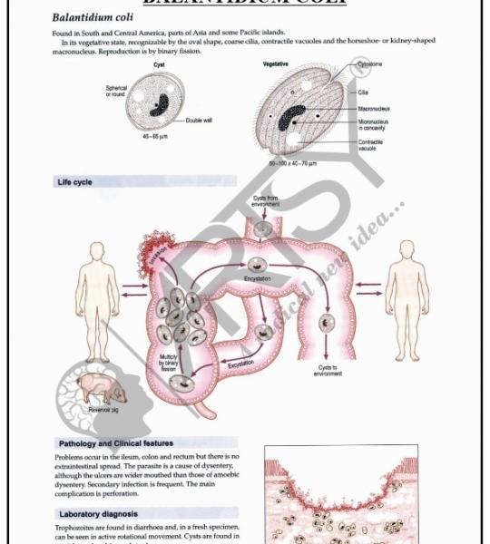 Microbiology Charts
