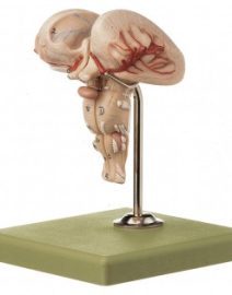 Anatomisch Model Medulla-600x315