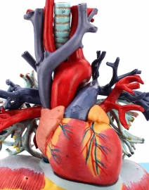 Heart-LungTableModel6_1024x1024