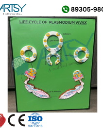 Life cycle of plasmodium vivax