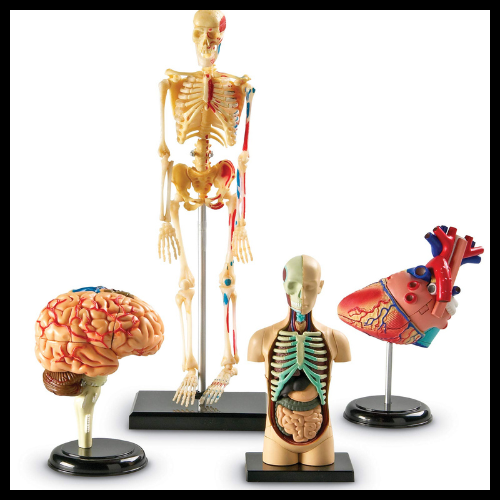 Anatomy Models