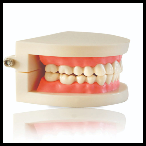 Dental Models