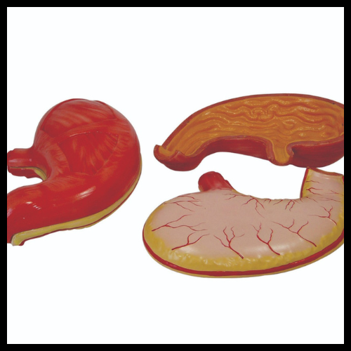 Digestive System/Stomach/liver Models