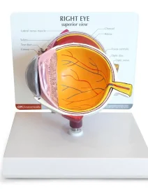 anatomical-eye-model-gp2750-217817_1000x