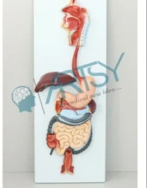 artsy-human-digestive-system-model-size-40x80cm-500x500