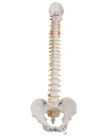 classic-flexible-spine-model-a581-667968_800x