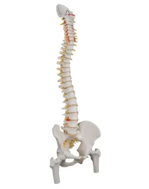 classic-flexible-spine-model-with-femur-heads-a58-2-809194_800x