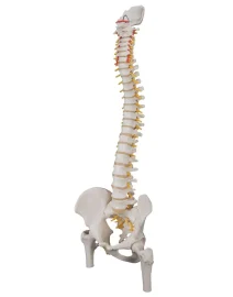 classic-flexible-spine-model-with-femur-heads-a58-2-846287_800x