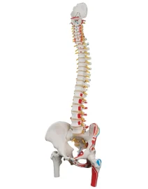 classic-flexible-spine-model-with-femur-heads-and-painted-muscles-a58-3-211564_800x