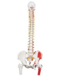 classic-flexible-spine-model-with-femur-heads-and-painted-muscles-a583-680412_800x