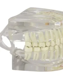 clear-human-jaw-with-teeth-model-gp2861-767182_800x (1)