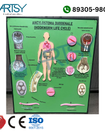 hookworm model