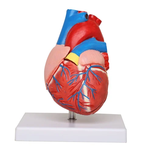 Heart & Circulatory System Models