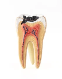 isolated-photo-internal-tooth-structure-600nw-2228951871