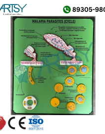 malaria parasites