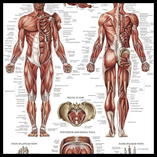 Anatomy/Pathology Charts