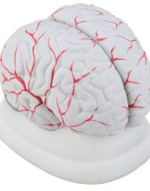 human brain model 01